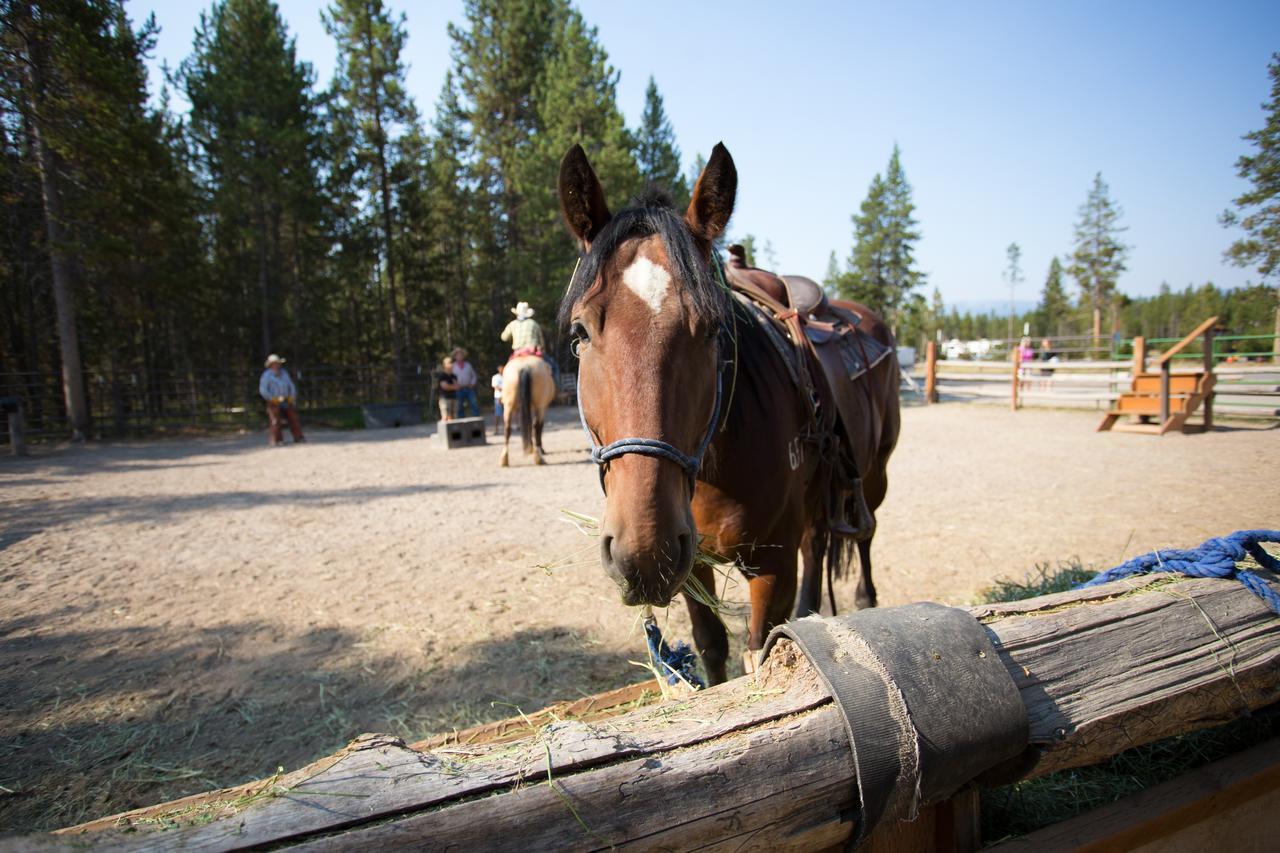 Headwaters Lodge & Cabins At Flagg Ranch Moran Eksteriør bilde